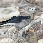 Clark's Nutcracker
